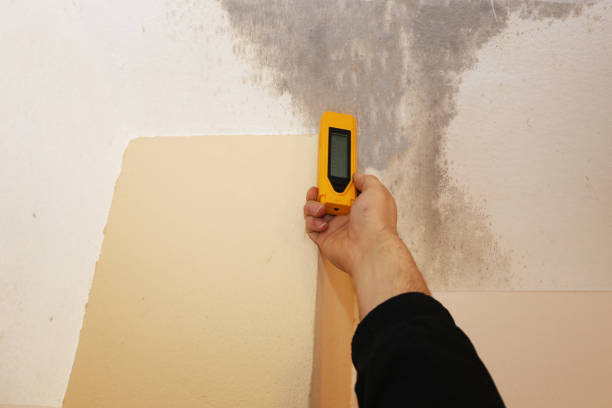 Best Basement Mold Removal  in Glenrock, WY