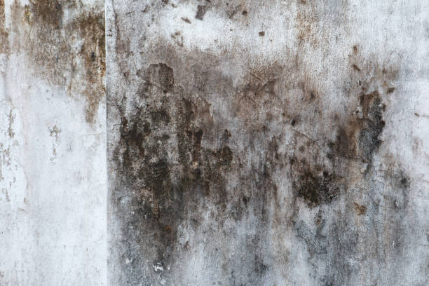 Best Biohazard Mold Removal  in Glenrock, WY
