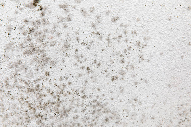 Best Air Quality Testing for Mold Spores  in Glenrock, WY