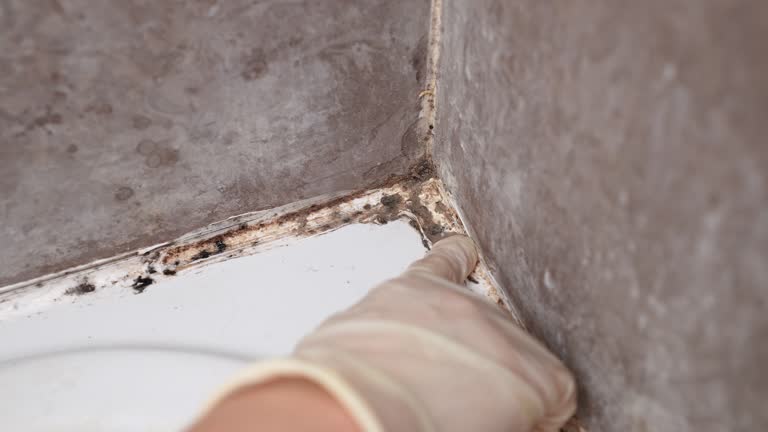 Best Environmental Consulting for Mold Prevention  in Glenrock, WY