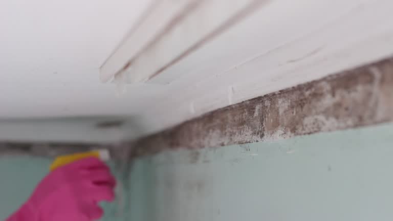 Best Mold-Related Health Consultation  in Glenrock, WY